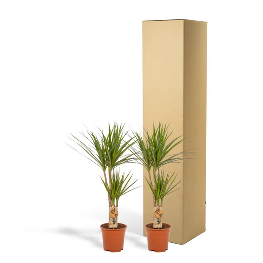 2x Dracaena - ↨90cm - Ø17cm Everspring