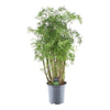 Polyscias Hawaiiana Ming - 90 cm - Ø24cm - GREEN OASIS - SHOP Plantes vertes originales livrées à votre domicile