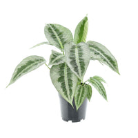 Schismatoglottus Mottleyana P14 - Ø14cm - ↕45cm - GREEN OASIS - SHOP Plantes vertes originales livrées à votre domicile