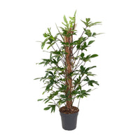 Philodendron Pedatum - Ø24cm - ↕120cm Everspring