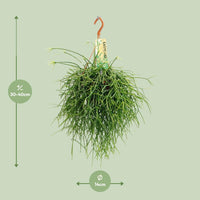 Rhipsalis Pulchra - Ø14 ↕35 Everspring