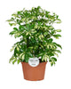 Schefflera Gerda - Ø21cm - ↕55cm Everspring