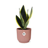 Sansevieria Futura Superba + pot ELHO Vibes Fold 14cm rose Everspring