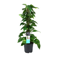 Scindapsus (Epipremnum) - Ø19cm - ↕80cm Everspring
