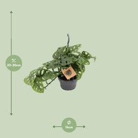 Singe Monstera - Ø14cm - ↕30cm Everspring