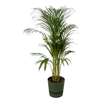 Palmier d'Areca - ↨110cm - Ø21cm + pot Greenville Round D24xH23 Everspring