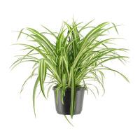 Plante Araignée - Chlorophytum Comosum Variegatum - Ø17cm - ↕30cm Everspring