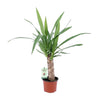 Yucca - Ø12cm - ↕50cm Everspring