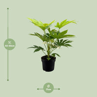 Toile d'araignée Fatsia Japonica - Ø17cm - ↕50cm Everspring