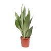 Sansevieria Moonshine - Ø17cm - ↕60cm Everspring