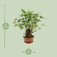 Philodendron Xanadu - Ø22cm - ↕50cm Everspring