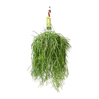 Rhipsalis Baccifera Shaferi - Ø21 ↕60 Everspring
