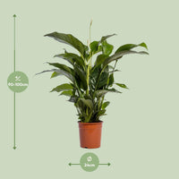 Spathiphyllum Bellini - Ø24cm - ↕100cm Everspring