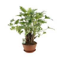 Philodendron Xanadu - Ø22cm - ↕50cm Everspring
