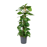 Scindapsus Epipremnum - Ø24cm - ↕120cm Everspring