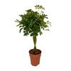 Schefflera Compacta - Ø19cm - ↕80cm Everspring