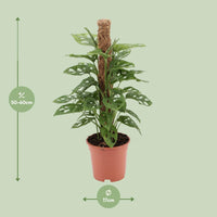 Singe Monstera - Ø17cm - ↕60cm Everspring