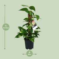 Scindapsus Epipremnum - Ø15cm - ↕50cm Everspring