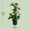 Scindapsus Epipremnum - Ø15cm - ↕50cm Everspring