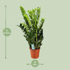 Zamioculcas Zamiifolia - Ø21cm - ↕95cm - GREEN OASIS - SHOP Plantes vertes originales livrées à votre domicile