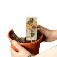 2x Dracaena - ↨90cm - Ø17cm Everspring