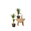 2x Dracaena - ↨90cm - Ø17cm Everspring