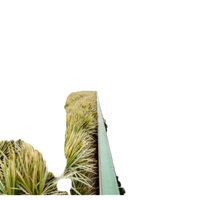 2x Dracaena - ↨90cm - Ø17cm Everspring