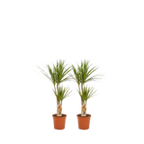 2x Dracaena - ↨90cm - Ø17cm Everspring