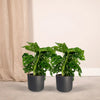 2x Monstera Monkey Leaf - Plante à trous - 30cm - ø12 Everspring