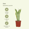 2x Sansevieria Laurentii - Langue de Dame - 40 cm - ø14 Everspring