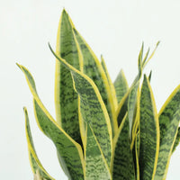 2x Sansevieria Laurentii - Langue de Dame - 40 cm - ø14 Everspring