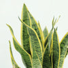 2x Sansevieria Laurentii - Langue de Dame - 40 cm - ø14 Everspring