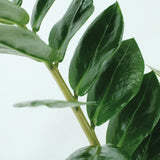 2x Zamioculcas Zamiifolia - Palmier émeraude - 50cm - ø14 Everspring