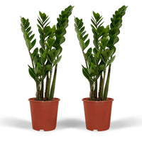 2x Zamioculcas Zamiifolia - Palmier émeraude - 50cm - ø14 Everspring
