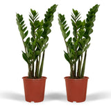 2x Zamioculcas Zamiifolia - Palmier émeraude - 50cm - ø14 Everspring