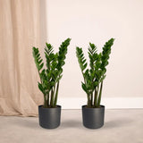 2x Zamioculcas Zamiifolia - Palmier émeraude - 50cm - ø14 Everspring