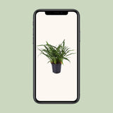 Aglaomorpha Coronans - Ø17cm - ↕45cm Everspring