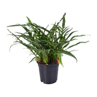 Aglaomorpha Coronans - Ø17cm - ↕45cm Everspring