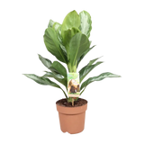 Aglaonema Silver Bay - Pervenche de Chine - Ø17cm - ↕55cm Everspring