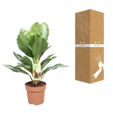 Aglaonema Silver Bay - Pervenche de Chine - Ø17cm - ↕55cm Everspring