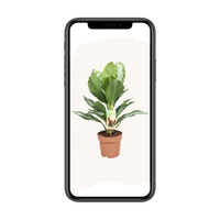 Aglaonema Silver Bay - Pervenche de Chine - Ø17cm - ↕55cm Everspring