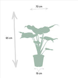 Alocasia Cucullata - Ø19cm - ↕60cm + Alocasia Lauterbachiana - Ø19cm - ↕75cm Everspring