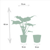 Alocasia Cucullata - Ø19cm - ↕65cm + Panier Selin Everspring