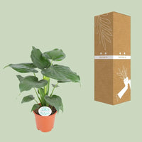 Alocasia Cucullata - Ø21cm - ↕80cm Everspring