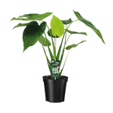 Alocasia cucullata - oreille d'éléphant - Ø19cm - ↕55cm Everspring
