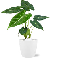 Alocasia Frydek - Ø12cm - ↕35cm + Pot Brussels D13,5x12,5cm - Blanc - GREEN OASIS - SHOP