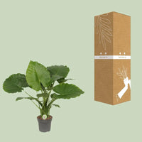 Alocasia Gageana California - Ø21cm - ↕80cm Everspring