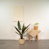 Alocasia Lauterbachiana - Ø19cm - ↕80cm + panier Selin Everspring