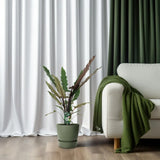 Alocasia Lauterbachiana - Ø19cm - ↕80cm Everspring