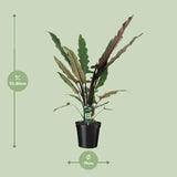Alocasia Lauterbachiana - Ø19cm - ↕80cm Everspring